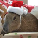 Կպչուն պիտակ