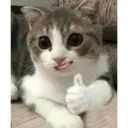 ස්ටිකර්