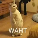 ස්ටිකර්