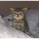 ස්ටිකර්