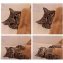 ස්ටිකර්