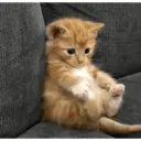 ස්ටිකර්