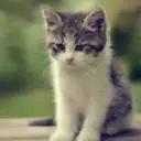 ස්ටිකර්