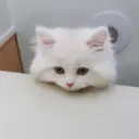 ස්ටිකර්