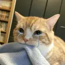 ස්ටිකර්