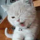 ස්ටිකර්