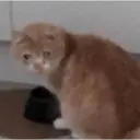 Կպչուն պիտակ