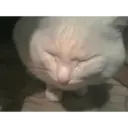 Կպչուն պիտակ