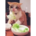 Կպչուն պիտակ