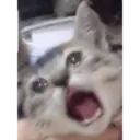 Կպչուն պիտակ