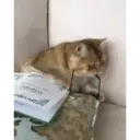 สติกเกอร์