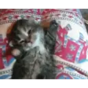 สติกเกอร์